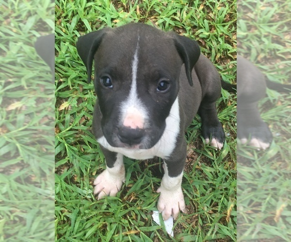 Medium Photo #3 American Pit Bull Terrier Puppy For Sale in PIEDMONT, MO, USA