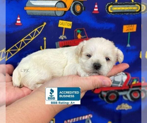 Medium Photo #2 Schnoodle (Miniature) Puppy For Sale in WINNSBORO, LA, USA
