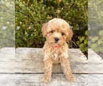 Small #3 Cockapoo