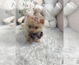 Pomeranian Puppy for sale in ORLANDO, FL, USA