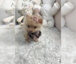 Small Pomeranian
