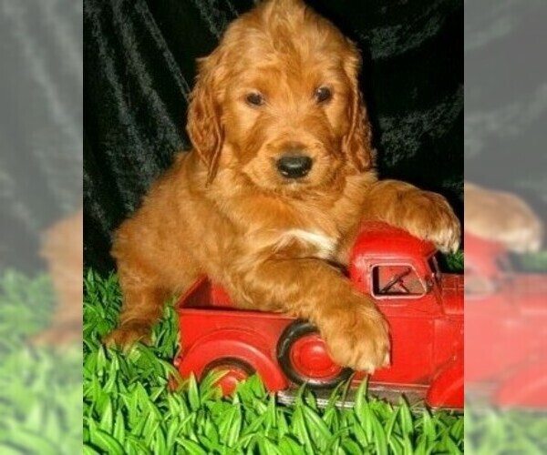 Medium Photo #3 Goldendoodle Puppy For Sale in SELINSGROVE, PA, USA