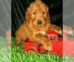 Small Photo #3 Goldendoodle Puppy For Sale in SELINSGROVE, PA, USA
