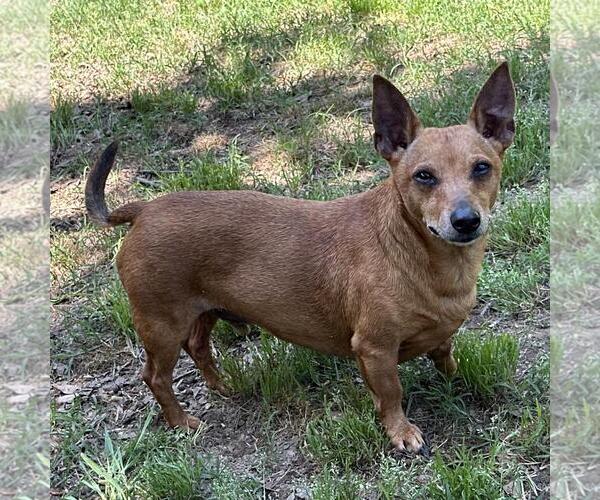 Medium Photo #2 Dachshund-Unknown Mix Puppy For Sale in Yardley, PA, USA
