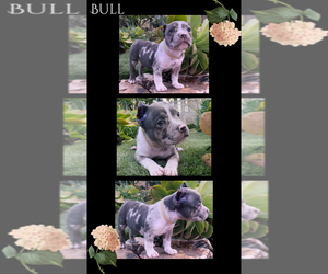 American Bully Puppy for sale in HIGHLAND, CA, USA
