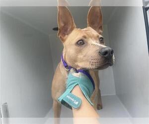 American Pit Bull Terrier Dogs for adoption in Houston, TX, USA