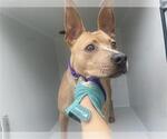 Small American Pit Bull Terrier