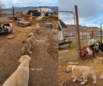 Small Photo #2 Anatolian Shepherd-Great Pyrenees Mix Puppy For Sale in RENO, NV, USA