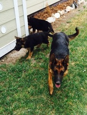 Mother of the German Shepherd Dog puppies born on 12/11/2015
