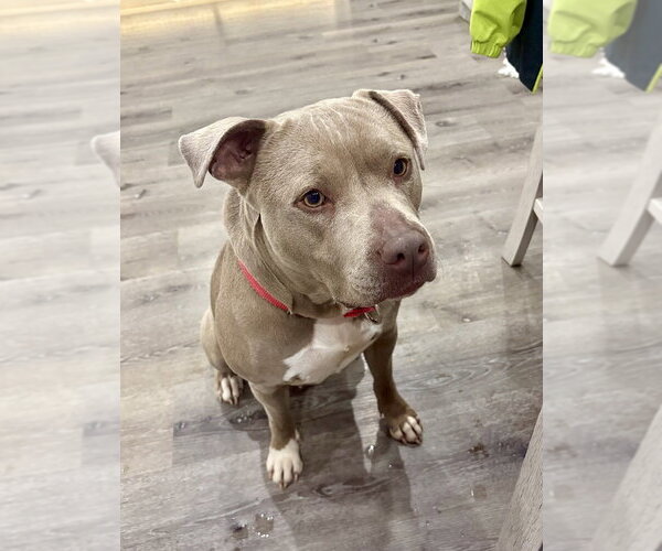 Medium Photo #25 American Staffordshire Terrier-Unknown Mix Puppy For Sale in Brewster, NY, USA