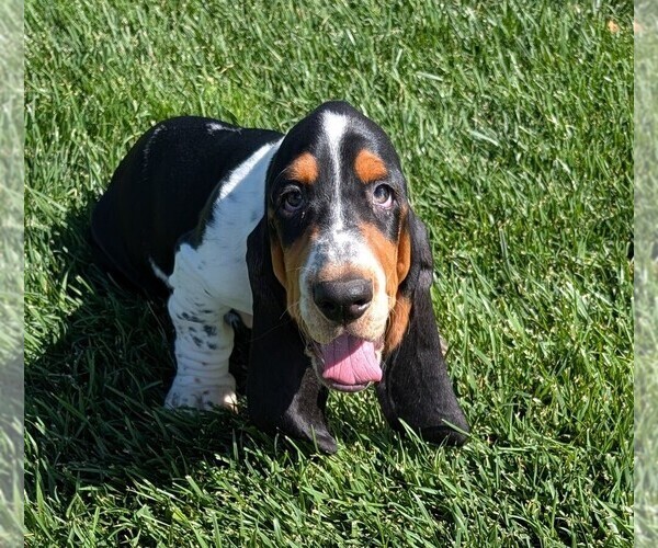 Medium Photo #28 Basset Hound Puppy For Sale in JEROME, ID, USA