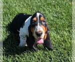 Small #27 Basset Hound