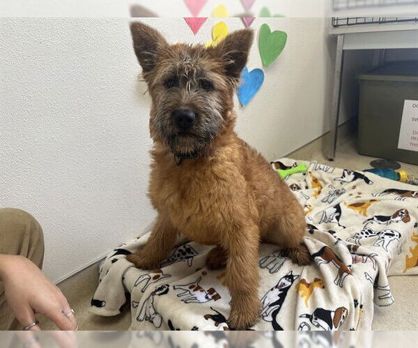 Medium Photo #1 Irish Terrier-Unknown Mix Puppy For Sale in McKinleyville, CA, USA