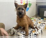 Small Irish Terrier Mix