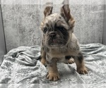 Small #6 French Bulldog