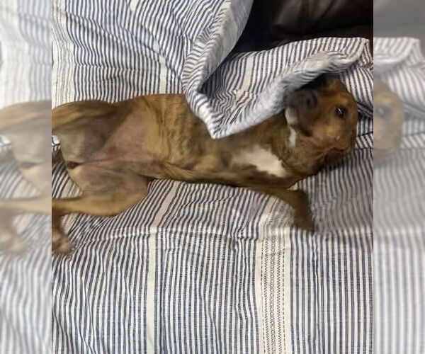 Medium Photo #6 Black Mouth Cur-Unknown Mix Puppy For Sale in Ridgefield, CT, USA