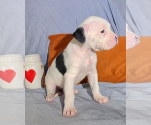 American Bulldog Puppy for sale in MULBERRY GROVE, IL, USA