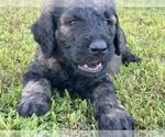 Small Photo #1 Goldendoodle Puppy For Sale in DENTON, NC, USA