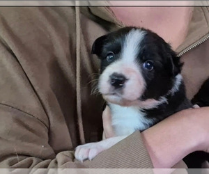 Medium Border-Aussie
