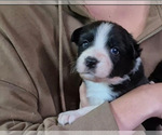 Puppy Hawk Border-Aussie