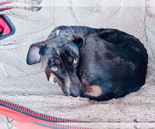 Medium Photo #8 Catahoula Leopard Dog-Unknown Mix Puppy For Sale in Coralville, IA, USA