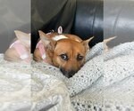 Small Photo #8 Dachshund-Unknown Mix Puppy For Sale in Arlington, VA, USA