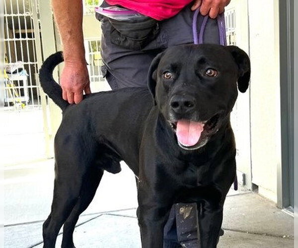 Medium Photo #2 Labrador Retriever-Unknown Mix Puppy For Sale in Martinez, CA, USA