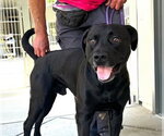Small #1 Labrador Retriever Mix