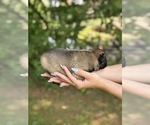 Puppy Nika Dutch Shepherd Dog