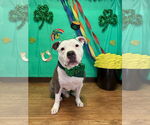 Small #7 American Pit Bull Terrier Mix