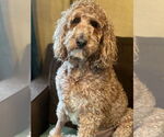 Small #2 Poodle (Standard)