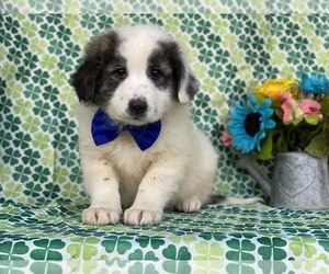 Border Collie-Maremma Sheepdog Mix Puppy for sale in LANCASTER, PA, USA