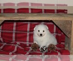Small #1 American Eskimo Dog