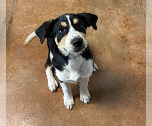 Medium Photo #1 Bernese Mountain Dog-Treeing Walker Coonhound Mix Puppy For Sale in Bolivar, MO, USA