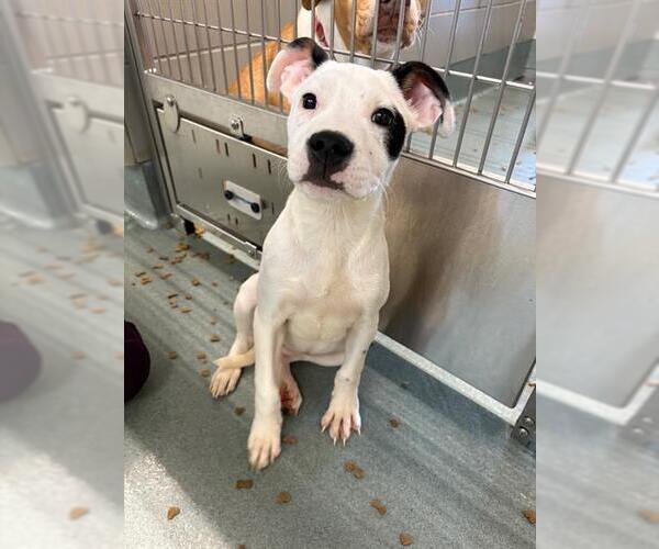 Medium Photo #1 Mutt Puppy For Sale in Baytown, TX, USA