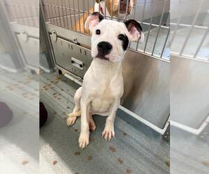 Mutt Dogs for adoption in Baytown, TX, USA