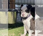 Small Photo #3 American Pit Bull Terrier-Unknown Mix Puppy For Sale in Turlock, CA, USA