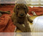 Small Photo #21 Poodle (Standard) Puppy For Sale in VICTOR, NY, USA