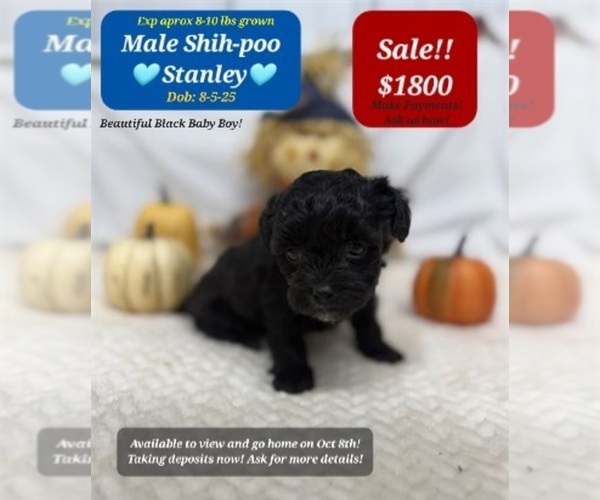 Medium Photo #1 Shih-Poo Puppy For Sale in TUCSON, AZ, USA