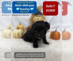 Shih-Poo Puppy for sale in TUCSON, AZ, USA