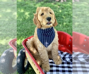 Irish Doodle Puppy for sale in WOOSTER, OH, USA