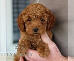 Small #3 Goldendoodle (Miniature)
