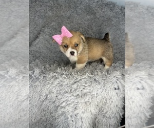 Pembroke Welsh Corgi Puppy for sale in INDIANAPOLIS, IN, USA