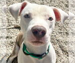 Small American Pit Bull Terrier Mix