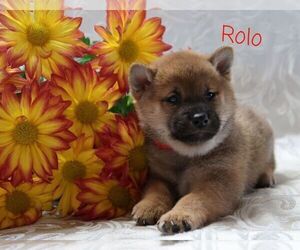 Shiba Inu Puppy for sale in LOYAL, WI, USA