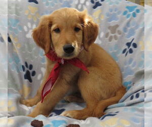 Golden Retriever Dogs for adoption in Grovertown, IN, USA