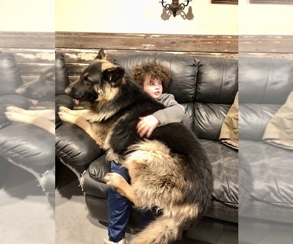 Medium Photo #36 German Shepherd Dog Puppy For Sale in BRIGHTON, CO, USA