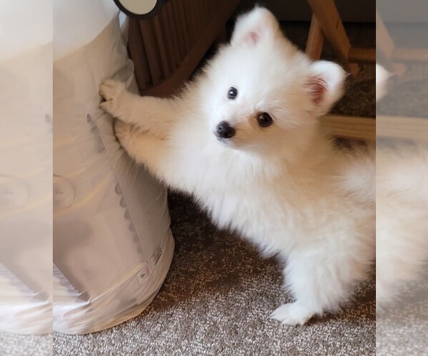 Medium Photo #1 Japanese Spitz Puppy For Sale in LITTLETON, CO, USA