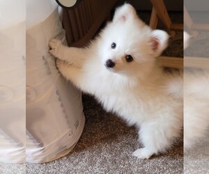 Japanese Spitz Puppy for sale in LITTLETON, CO, USA