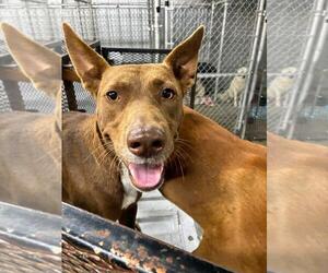 Australian Kelpie-Unknown Mix Dogs for adoption in Wakefield, RI, USA